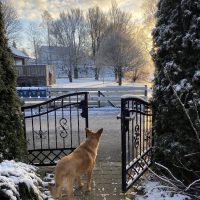 A11, en funktionell, kundanpassad grind i rostskyddat stål med garanti på varmförzinkning. Säker för barn, djur och vardagens utmaningar. Hund framför robust dubbelgrind A11 i varmförzinkat stål, anpassad för trygghet, funktion och nordiskt klimat.